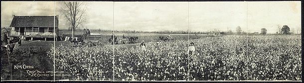 The Role Cotton Played in the 1800s Economy